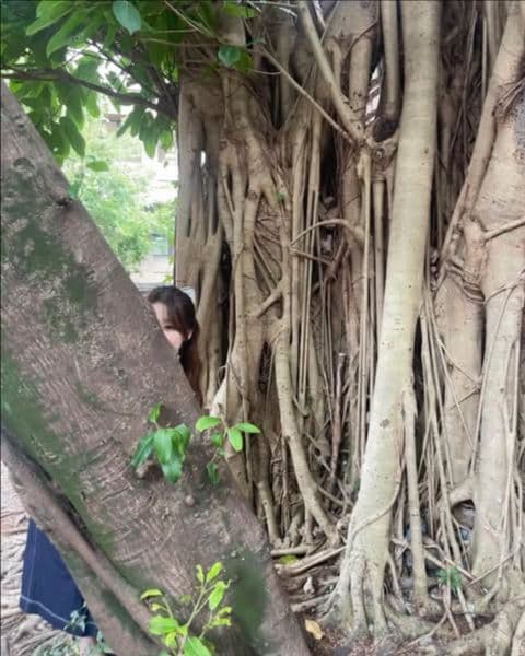 舒華 華山 - 圖片 5