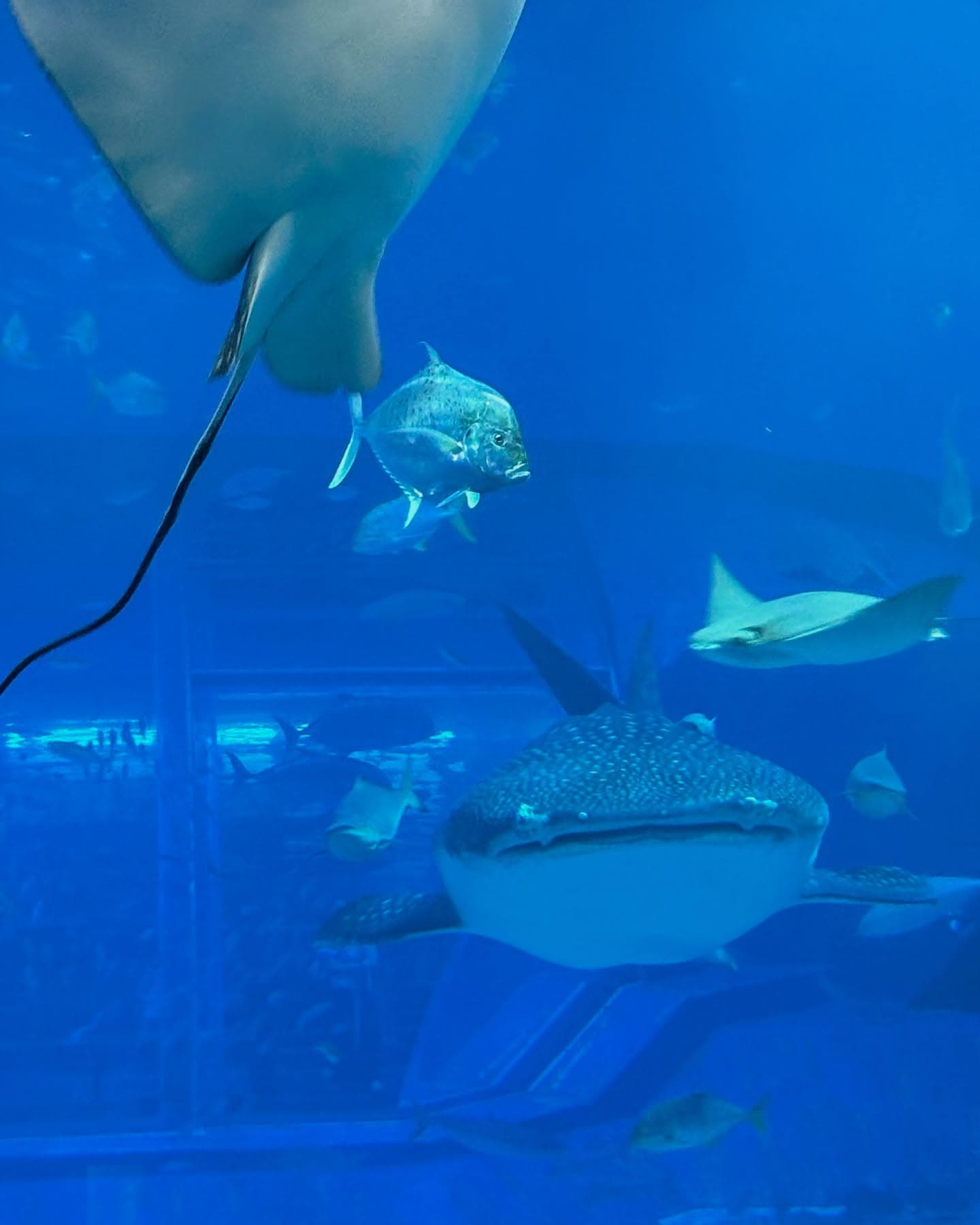 Karina 逛水族館 - 圖片 3